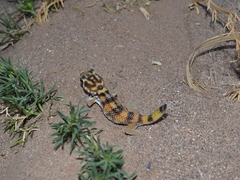 Teratoscincus keyserlingii