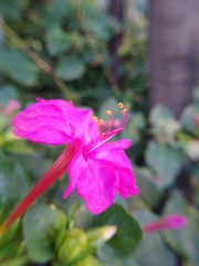 Mirabilis jalapa