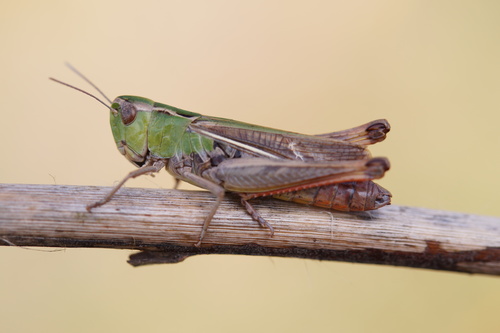 Stripe-winged Grasshopper, photo 2 of 10