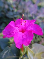 Mirabilis jalapa