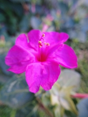 Mirabilis jalapa