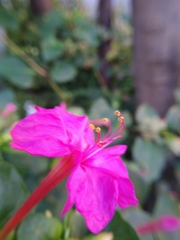 Mirabilis jalapa