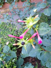 Mirabilis jalapa