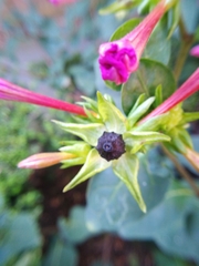 Mirabilis jalapa