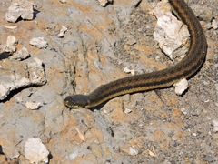 Helicops infrataeniatus