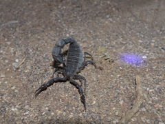 Androctonus crassicauda