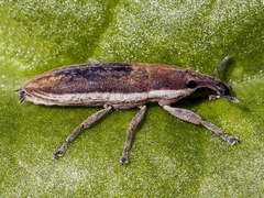 Lixus juncii