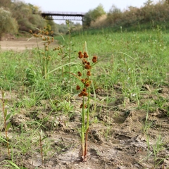 Cyperus glomeratus