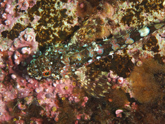 Bero elegans