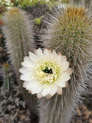 Trichocereus chiloensis litoralis
