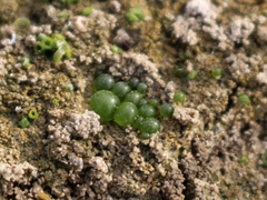 Botrydium granulatum