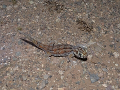Teratoscincus keyserlingii