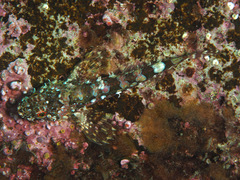 Bero elegans