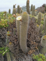 Trichocereus chiloensis litoralis