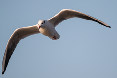 Chroicocephalus ridibundus