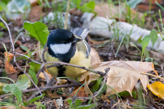 Parus major