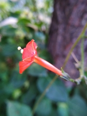 Ipomoea hederifolia