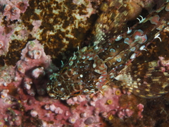 Bero elegans