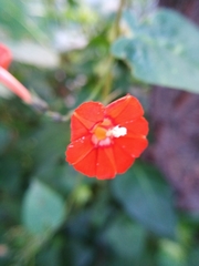 Ipomoea hederifolia