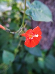 Ipomoea hederifolia