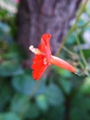 Ipomoea hederifolia