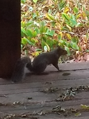 Sciurus carolinensis