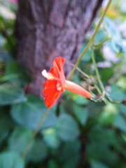 Ipomoea hederifolia