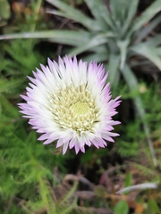 Plectocephalus chilensis