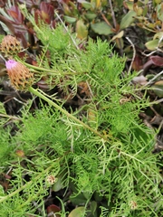 Plectocephalus chilensis