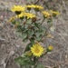 Subalpine Gumweed - Photo (c) Suzanne Dingwell, some rights reserved (CC BY-NC), uploaded by Suzanne Dingwell