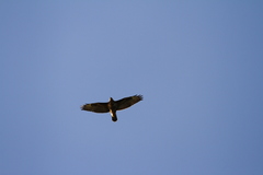 Buteo buteo