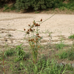 Cyperus glomeratus