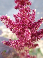 Amaranthus cruentus