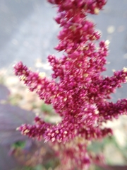 Amaranthus cruentus