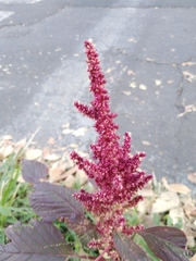 Amaranthus cruentus