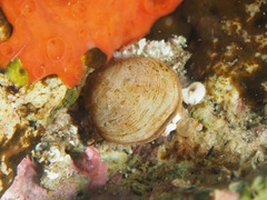 Brachiopoda