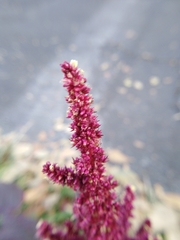 Amaranthus cruentus
