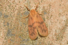 Miltochrista arcuata