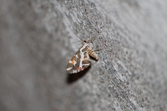 Stamnodes fervefactaria