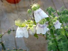 Codonopsis cardiophylla