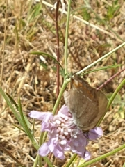 Satyrium esculi