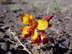 Hoffmannseggia doellii