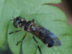 Spheginobaccha