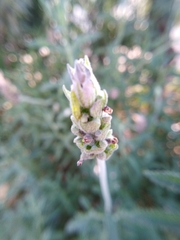 Lavandula dentata