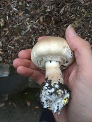 Agaricus xanthodermus