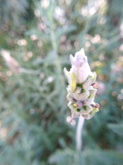 Lavandula dentata