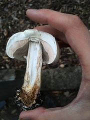 Agaricus xanthodermus