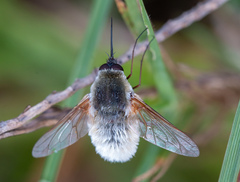 Systoechus candidulus
