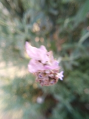 Lavandula dentata