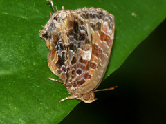 Arhopala abseus
